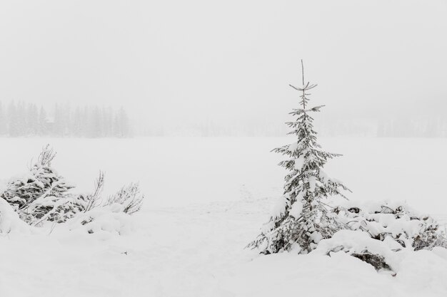 Small coniferous tree on field