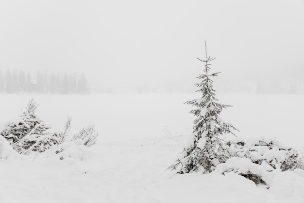 Small coniferous tree on field