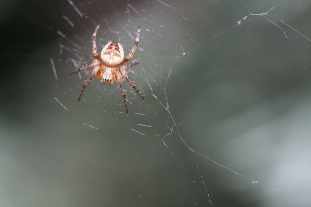 Free photo small cross spider