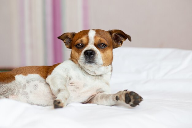 白背景をぼかした写真に分離されたかわいい茶色の犬のクローズアップショット 無料の写真