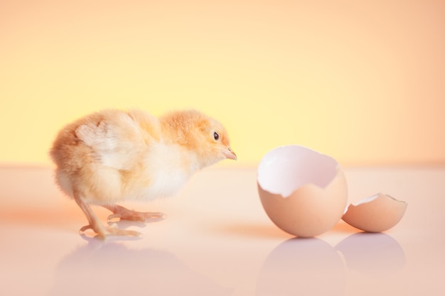 Small curious hatched chicken looking on eggshell