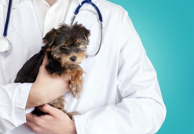 수의사에게 검사를 받는 작고 귀여운 강아지, 클로즈업