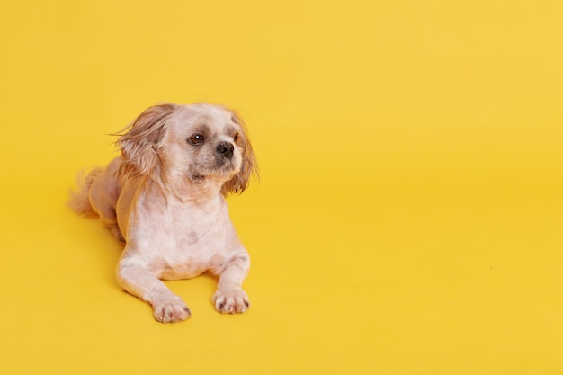 Free photo small cute pekingese dog lying on floor isolated on yellow