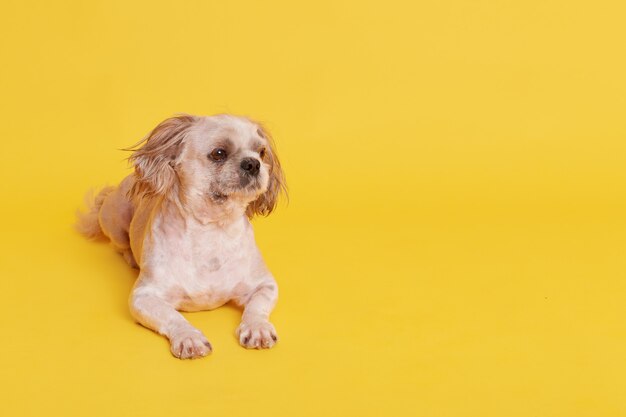 黄色で隔離の床に横たわっている小さなかわいいペキニーズ犬