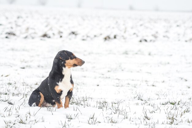 Small cute puppy on snowy field