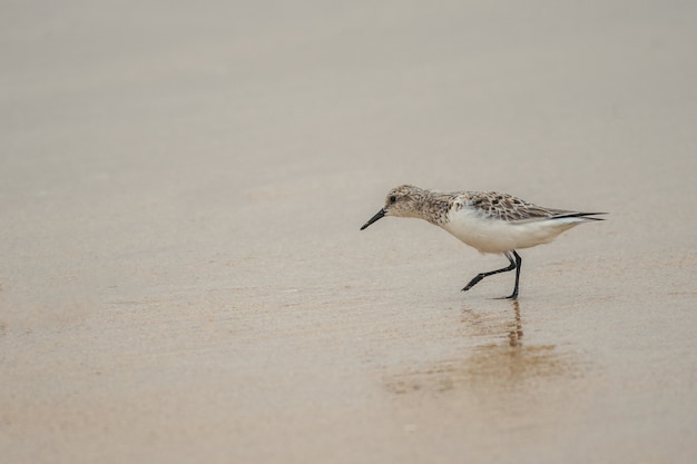 Маленькая милая птица-судак гуляет по песчаному пляжу