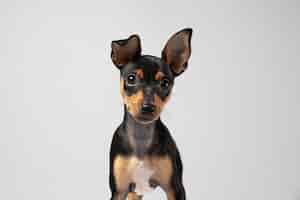 Free photo small dog being adorable portrait in a studio