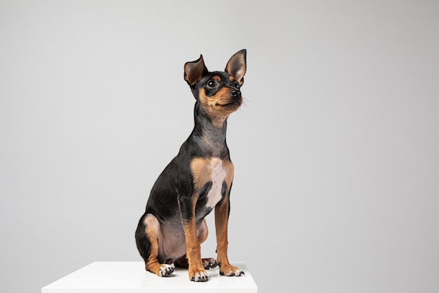 Foto gratuita piccolo cane che è ritratto adorabile in uno studio