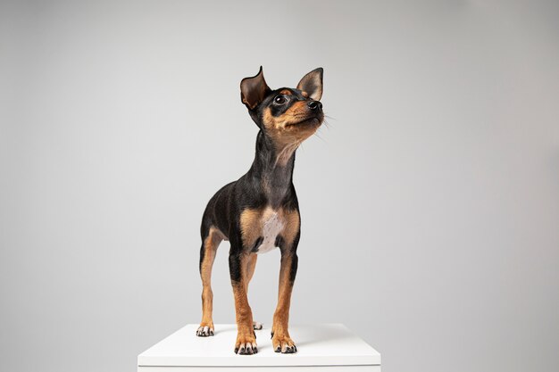 Small dog being adorable portrait in a studio