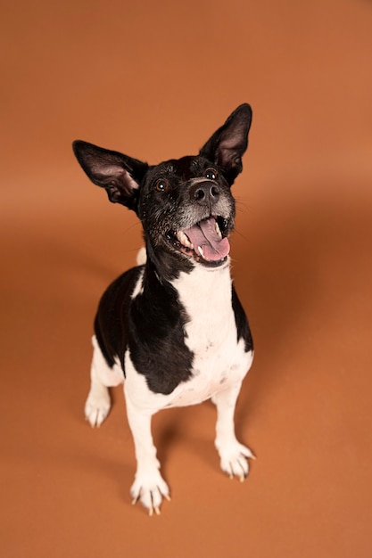 Small dog being adorable in a studio