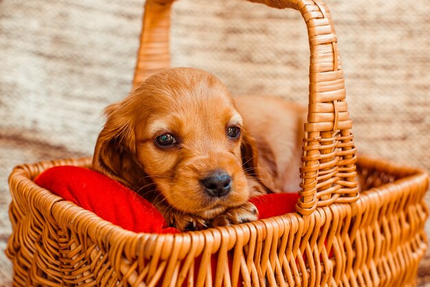 The small dog lies  in the cubby