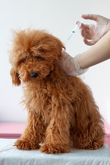 A small dog, a miniature poodle red brown, is sitting on a table, a hand is holding him by the withers, the second hand is holding a syringe. the concept of animal vaccination.