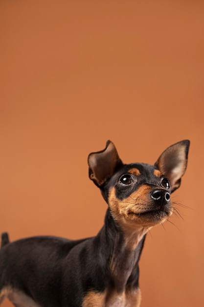 スタジオでの小型犬の肖像画