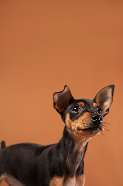 Портрет маленькой собаки в студии