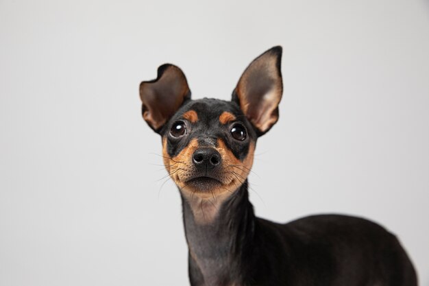 Small dog portrait in a studio