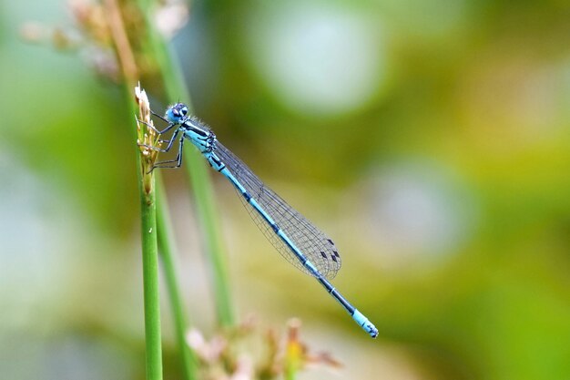 "Small dragonfly on flower"