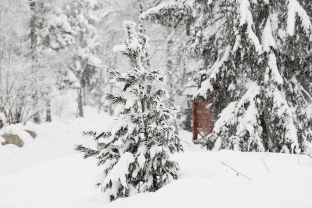 Small fir in forest