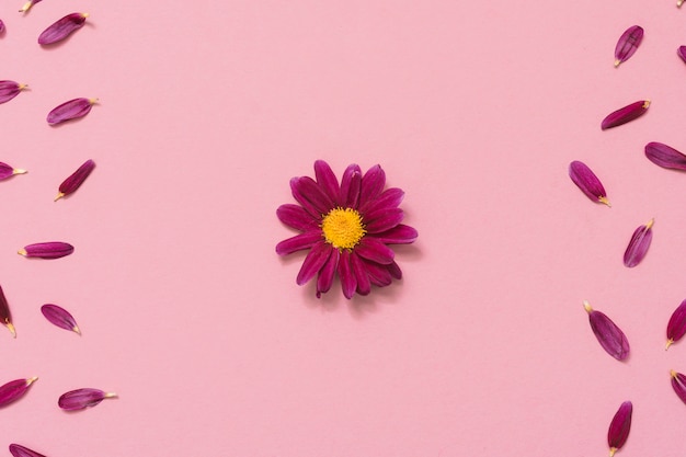 Piccolo fiore con petali sul tavolo rosa