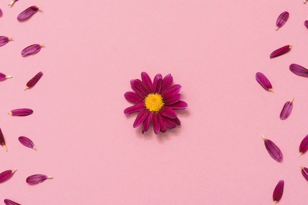 ピンクのテーブルの上に花びらを持つ小さな花