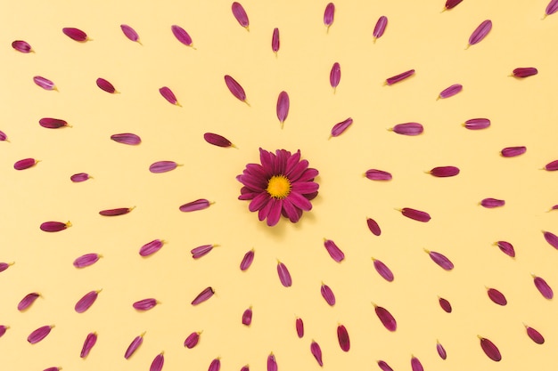 黄色のテーブルの上に花びらを持つ小さな花