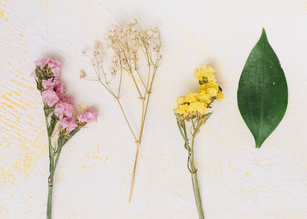 Small flowers branches on light table