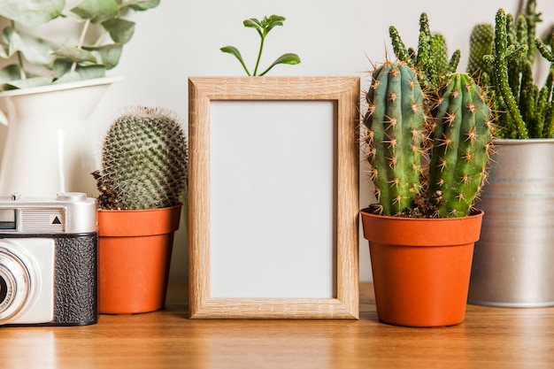 Foto gratuita piccolo telaio e cactus