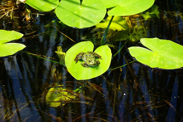 Small frog on top of a green leaf in a pond