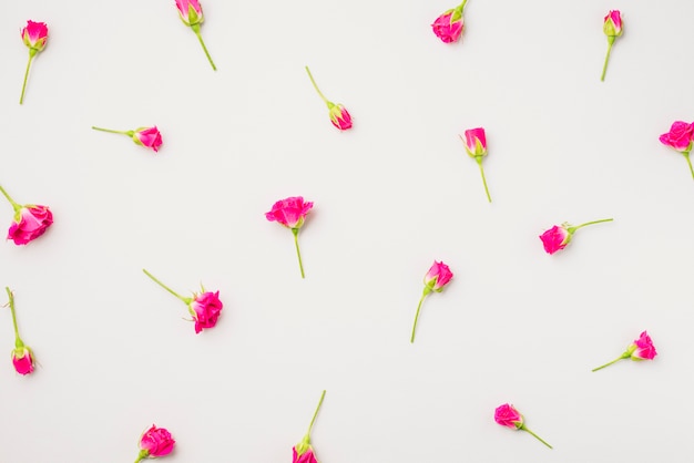 작은 자홍색 꽃