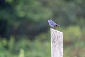 Free photo small gray catbird perched on a block of wood with blurred background