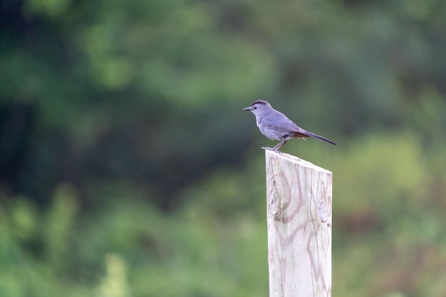 Small gray catbird perched on a block of wood with blurred background