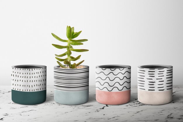 Small gray plant pots in a row with a succulent