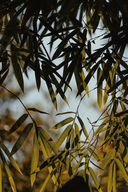 無料写真 木の小さな緑の葉