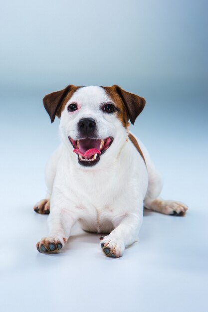 Small Jack Russell Terrier sitting on gray