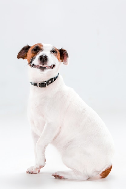Small Jack Russell Terrier sitting on white