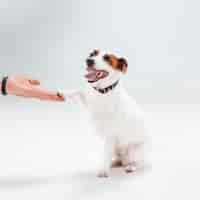 Free photo small jack russell terrier sitting on white