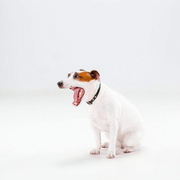 Small Jack Russell Terrier sitting on white