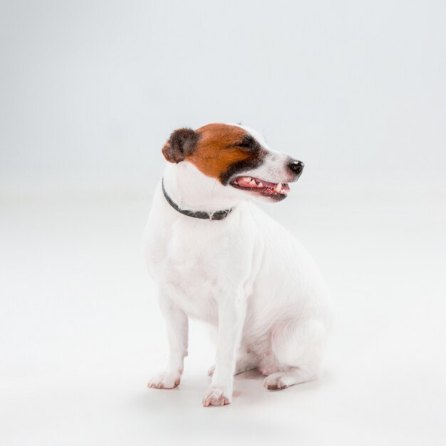 Small Jack Russell Terrier sitting on white