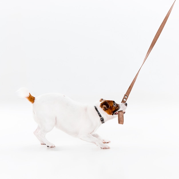 Small Jack Russell Terrier on white