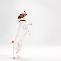 Free photo small jack russell terrier on white