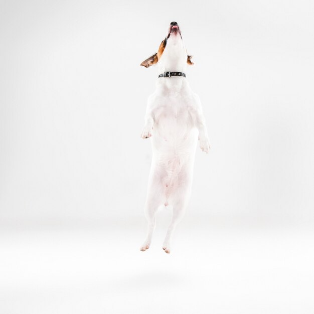 Small Jack Russell Terrier on white