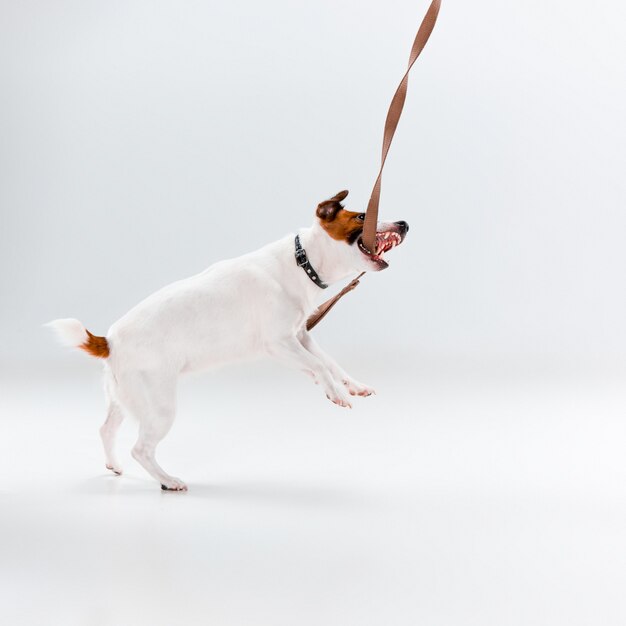 Small Jack Russell Terrier