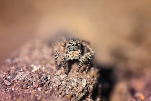Small jumping spider in the garden, close up.