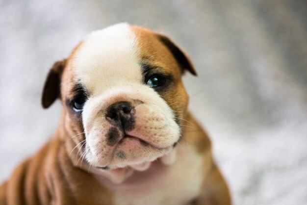 Premium Photo Small Little English Bulldog Puppy Baby Newborn Premium Photo Small Little English Bulldog Puppy Baby Newborn