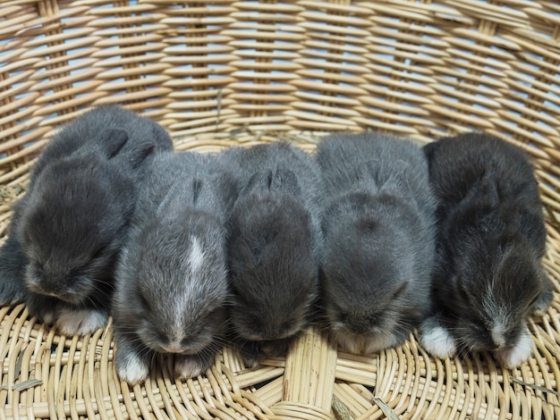 Free photo small lovely little local thai rabbits