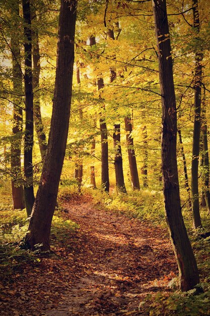 "Small path in autumn forest"