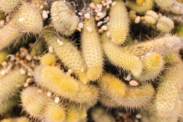 mammillaria elongata에 작은 자갈 돌