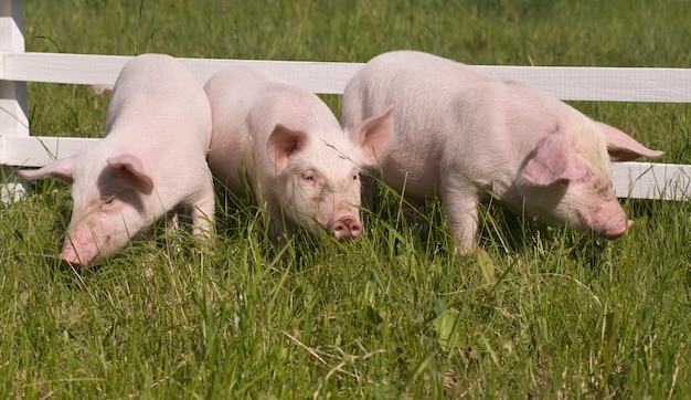 Маленькие свиньи едят траву