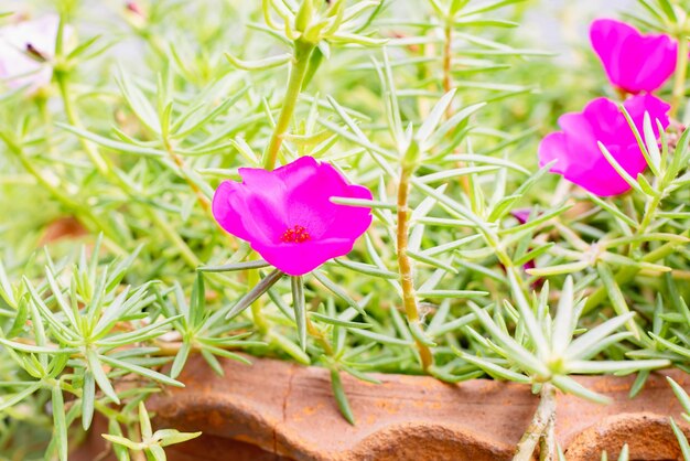 정원에서 작은 분홍색 꽃과 녹색 잎 배경