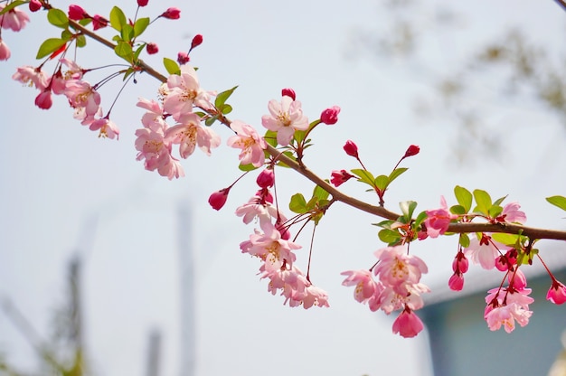 枝に小さなピンクの花