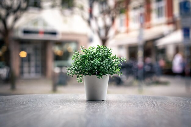 街の通りの背景にある鍋に小さな植物